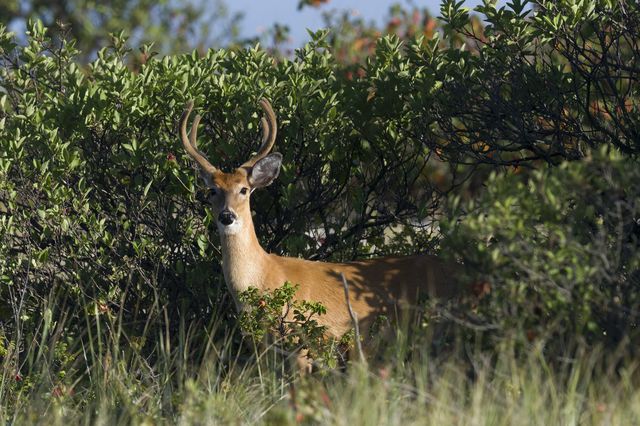 This is a photo of a white tail buck in bushes.